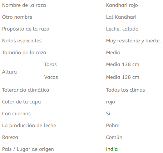 raza de ganado kandhari rojo
