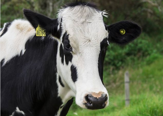 vaca lechera