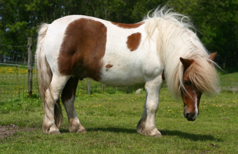El potro de shetland