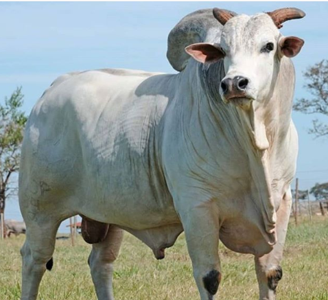 consejo comprar toro blanco