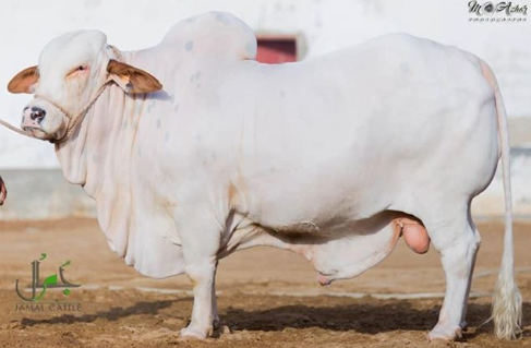 consejos a la hora de comprar un toro reproductor
