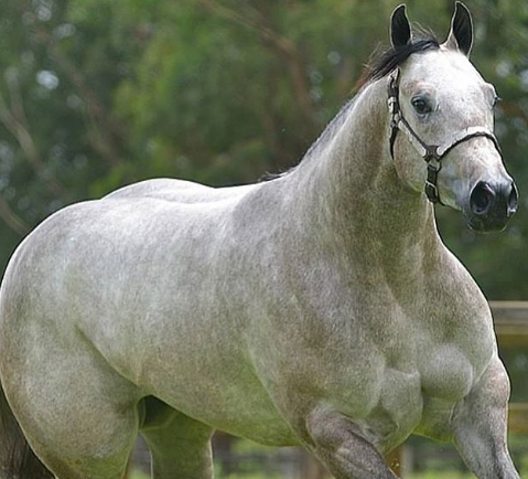 que es la influenza equina caballo