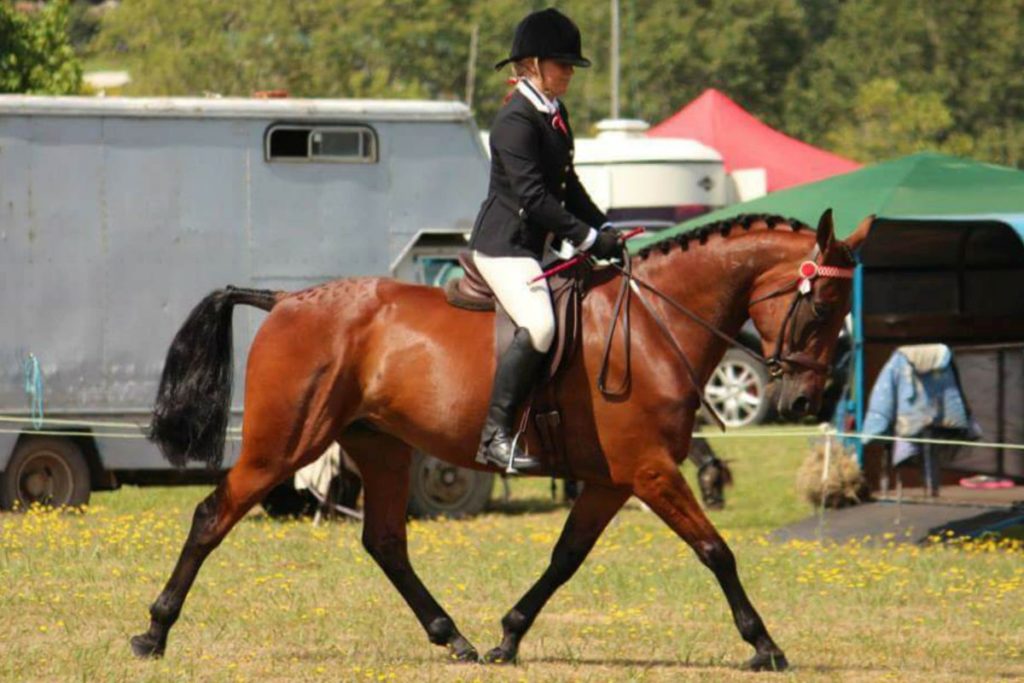 standardbred caballo de australia