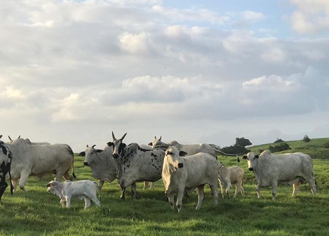 como influye el clima en la produccion del ganado bovino