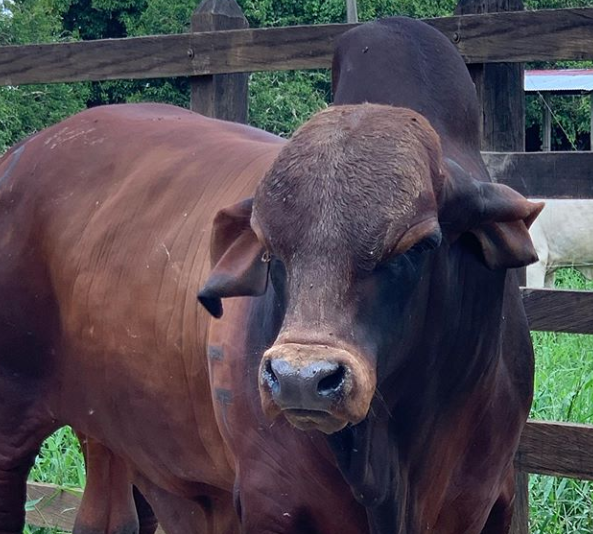 que pasa si un toro preña novilla hija