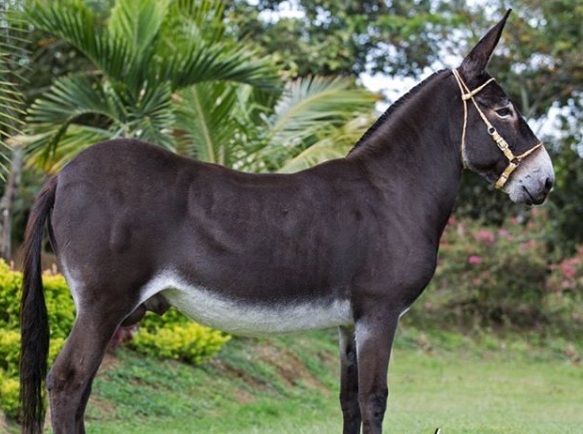 foro de un burro